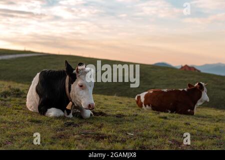 Couple de vaches laitières à aire libre reposant sur les pentes des collines du Zlatibor au lever du soleil au printemps Banque D'Images