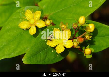 Rose jaune à fleurs de Sharon, millepertuis (Hypericum Elite 'Orange Wave'). Famille Hypericaceae. Jardin hollandais, juillet. Banque D'Images