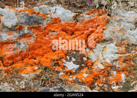 Champignons Orange Lichen poussant sur un rocher dans une réserve naturelle, comté de Durham, Angleterre, Royaume-Uni. Banque D'Images