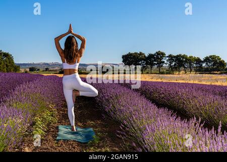 Exercices de yoga du matin dans un champ de lavande en fleur. Une femme - vue de derrière - faisant la pose de l'arbre. Banque D'Images