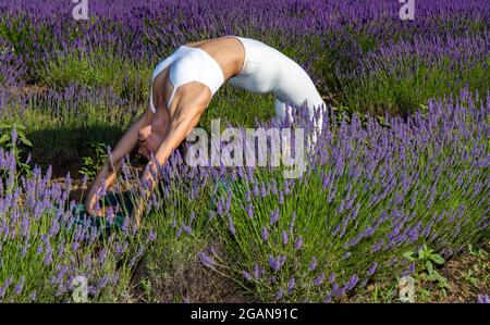 Début de matinée Yoga exercices dans un champ de lavande en fleur. Une femme faisant “Chakrasana”, le pont pose, entourée de fleurs de lavande. Banque D'Images