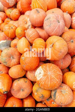 Tas de citrouilles d'orange mûres, vue du dessus. Un légume traditionnel pour Thanksgiving ou pour faire la lanterne de Jack pour Halloween. Produit agricole biologique pour Banque D'Images