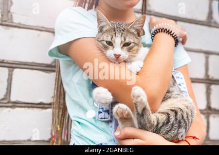 Une adolescente tient un petit chaton dans ses bras, regardant l'appareil photo. Le concept de soins et d'amour pour les animaux de compagnie. Soins vétérinaires, assistés par des animaux Banque D'Images