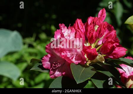Fleurs rouges sur fond vert. Inflorescences de Rhododendron avec bourgeons. Gros plan sur les fleurs. Banque D'Images