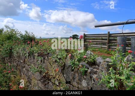 Fleurs sauvages sur un vieux mur en pierre avec champs et prairies en arrière-plan Banque D'Images