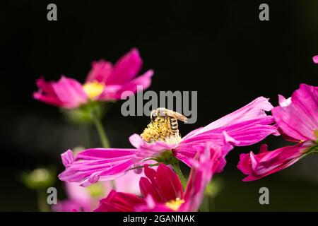 une abeille sur une fleur rose de la cosmétique. vue du côté de la sthe, quelques fleurs plus floues autour, fond noir Banque D'Images