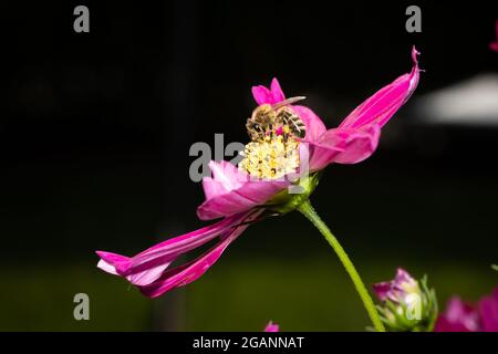 une abeille sur une fleur de cosmésa rose solitaire. Vue latérale, arrière-plan noir flou Banque D'Images