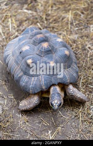 Tortue au zoo de Sosto à Nyiregyhaza, Hongrie Banque D'Images