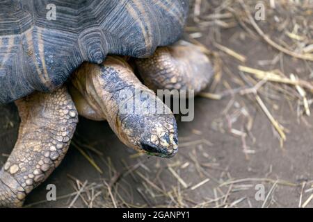 Tortue au zoo de Sosto à Nyiregyhaza, Hongrie Banque D'Images