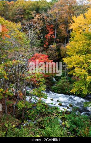 Magnifique paysage automnal de la rivière Akan vu depuis le pont Takimi, une destination touristique à Hokkaido, Japon Banque D'Images