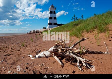 Driftwood se trouve sur la plage près du phare historique de West point à l'Île-du-Prince-Édouard. Construit en 1875, le monument est désormais équipé d'une lumière automatisée. Banque D'Images