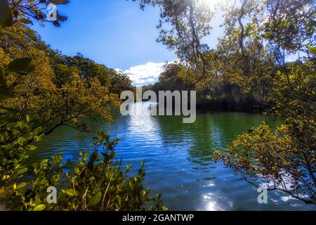 Mangroves bois sur les rives de la rivière Lane Cove dans le parc national de la ville de Sydney, en Australie. Banque D'Images