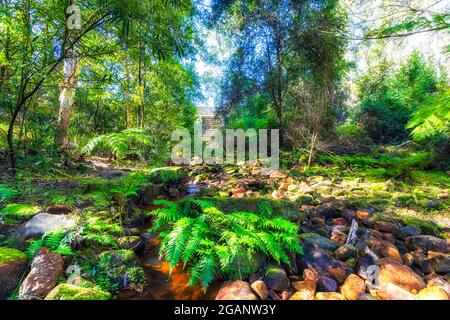 Forêts verdoyantes à Hunts creek, sous le barrage du lac Parramatta, dans le grand Sydney - paysage pittoresque. Banque D'Images