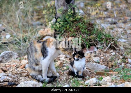 un chat tacheté lave un chaton dans la rue. Banque D'Images