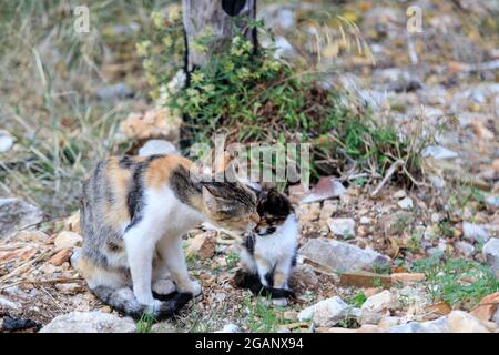 un chat tacheté lave un chaton dans la rue. Banque D'Images