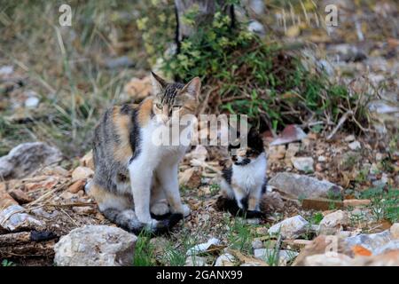 un chat tacheté lave un chaton dans la rue. Banque D'Images