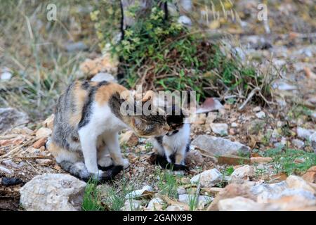 un chat tacheté lave un chaton dans la rue. Banque D'Images