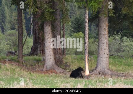 Ours noir peeling un mélèze occidental pour se nourrir sur le cambium tandis qu'un loup gris sauvage regarde. Vallée de Yaak, nord-ouest du Montana. (Photo de Randy Beacham) Banque D'Images