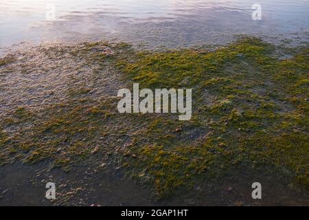 Rive de la mer pleine d'algues stinky en fleurs causées par le temps chaud de l'été sans vent. Propreté et qualité de l'eau de mer. Banque D'Images