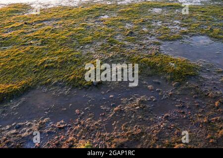 Rive de la mer pleine d'algues stinky en fleurs causées par le temps chaud de l'été sans vent. Propreté et qualité de l'eau de mer. Banque D'Images