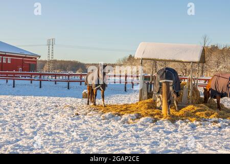 Vue rapprochée des chevaux sur les pâturages près de stable le jour d'hiver ensoleillé. Suède. Banque D'Images