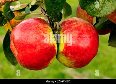 Pomme 'Bushey Grove', malus domestica, croissant sur arbre, variété Banque D'Images