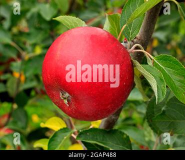 Pomme 'Cox's Orange Pippin', poussant sur arbre, malus domestica, pommes Banque D'Images