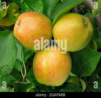 Pomme « Crown Gold », poussant sur arbre, malus domestica, pommes Banque D'Images