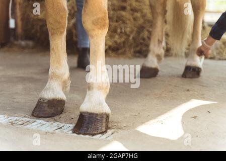 Horsewoman appliquant de l'huile sur un sabot de cheval. Les chevaux marron clair à sabots sont huilés par son propriétaire. Prendre soin et toilettage des chevaux concept. Lubrifier le sabot pour les protéger de tout dommage. Banque D'Images