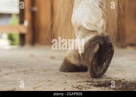 Vue rapprochée du sabot de cheval qui vient d'être nettoyé. La poussière du sabot est visible sur le sol. Vue sur la jambe du Palomino. Prise de vue à angle bas. Banque D'Images