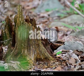 Souris en bois sauvage qui se trouve derrière une souche sur le sol de la forêt Banque D'Images