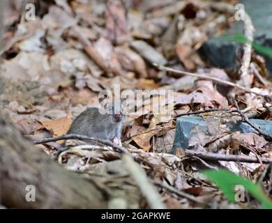 Souris de bois sauvage reposant sur la racine d'un arbre sur le plancher de la forêt avec végétation verte luxuriante..souris grise dans la nature Banque D'Images