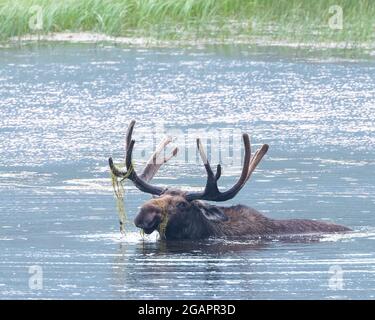 Un orignal de taureau se nage dans le parc national des montagnes Rocheuses Banque D'Images