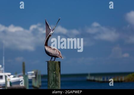 Pelican sur poteau avec la bouche ouverte. Bateaux et océan en arrière-plan. Photo de haute qualité Banque D'Images