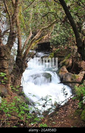 Réserve naturelle de Nahal Hermon (Banyas) - forte eau de précipitation du ruisseau Banyas qui coule parmi les pierres couvertes de mousse; plateau du Golan, nord d'Israël Banque D'Images