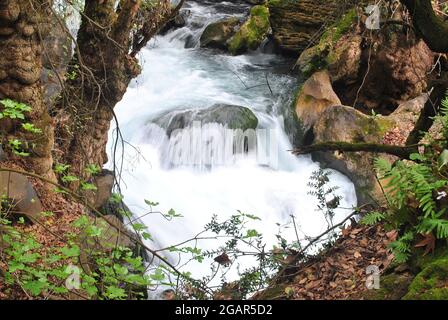 Réserve naturelle de Nahal Hermon (Banyas) - forte eau de précipitation du ruisseau Banyas qui coule parmi les pierres couvertes de mousse; plateau du Golan, nord d'Israël Banque D'Images