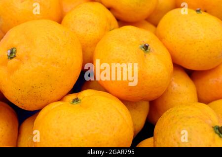 Mandarines en piles. Vue complète. Banque D'Images