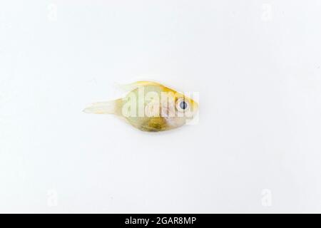 Le poisson cachlid en or allemand est mort en raison de l'abdomen ballonné. Isolé sur blanc. Banque D'Images