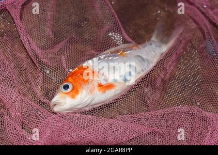 Le poisson Kohaku Koi est mort en raison de la mauvaise qualité de l'eau, c'est-à-dire l'empoisonnement à l'ammoniac. Attrape par filet de pêche. Vue inférieure gauche. Banque D'Images