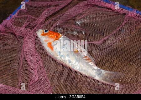 Le poisson Kohaku Koi est mort en raison de la mauvaise qualité de l'eau, c'est-à-dire l'empoisonnement à l'ammoniac. Attrape par filet de pêche. Vue inférieure droite. Banque D'Images