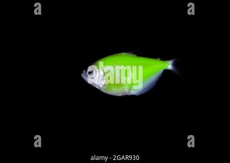 Poissons tetra de couleur verte isolés sur fond noir. Banque D'Images