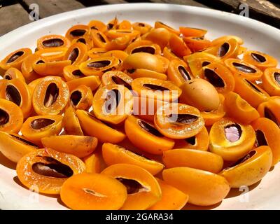 Prune mariale mûre ou prune mangue fruits coupés en deux dans plateau blanc sur parquet et séchés à la lumière du soleil. Vue du dessus de la table. Vue en gros plan. Banque D'Images