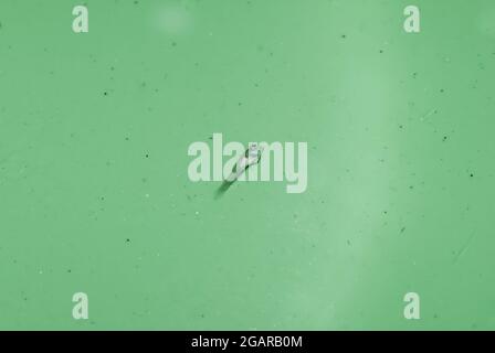 Alevins morts de poisson d'aquarium ou de bébé poisson en raison de troubles de la vessie de natation. Isolé sur vert. Banque D'Images