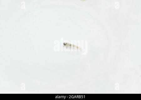 Alevins morts de poisson d'aquarium ou de bébé poisson en raison de troubles de la vessie de natation. Isolé sur blanc. Banque D'Images