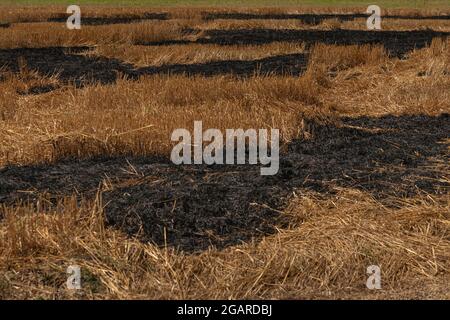 Un champ sec avec une zone brûlée. Incendie dans la zone agricole. Mise au point sélective. Banque D'Images