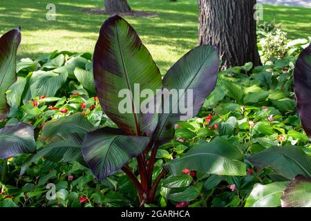 Vue rapprochée des superbes plantes de bananiers enneigées (entete maureslii) dans un jardin ornemental Banque D'Images