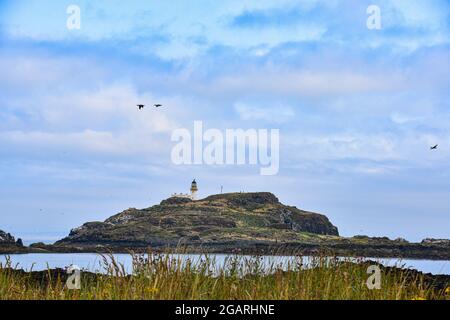 Fidra, North Berwick, East Lothian, Écosse, Royaume-Uni Banque D'Images