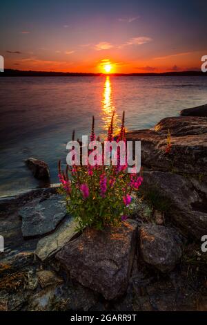 De belles fleurs pourpres, Lythrum salicaria, au coucher du soleil sur le bord du lac Vansjø à Østfold, Norvège, Scandinavie. Banque D'Images