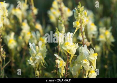 Linaria vulgaris, toadlin commun fleurs jaunes d'été gros plan sélectif foyer Banque D'Images