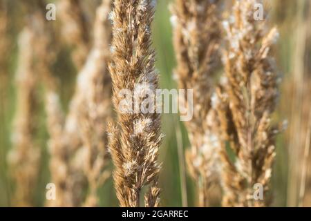 calamagrostis epigejos, fleurs en bois à petites rosées couvertes de rosée du matin Banque D'Images